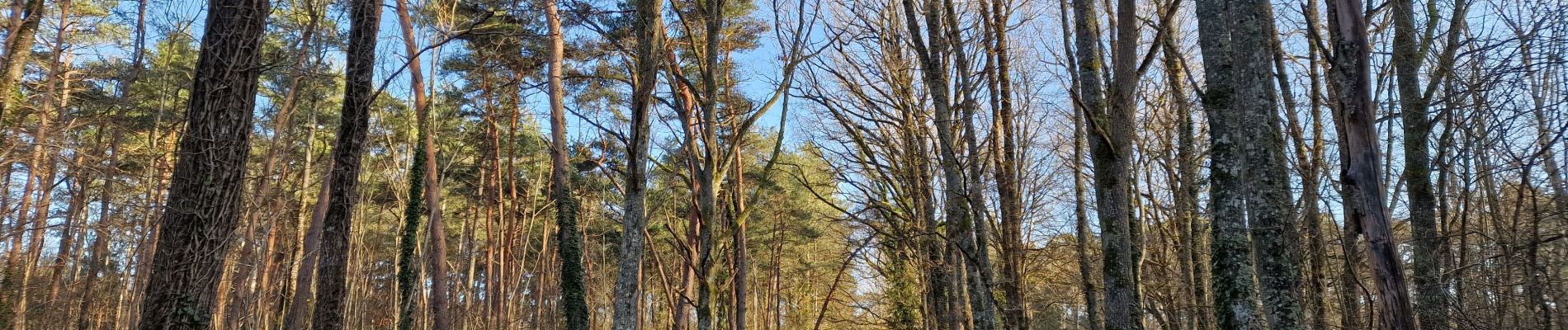 Tocht Stappen Nogent-sur-Vernisson - les Barres 45 Nogent sur Vernisson - Photo