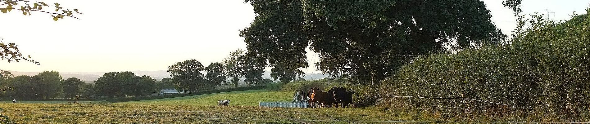 Tocht Te voet East Devon - Aylesbeare Circular - Photo