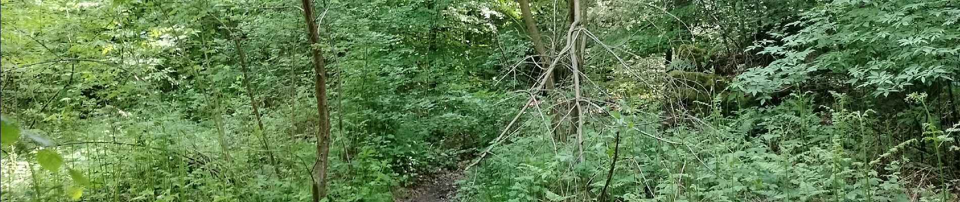 Tocht Stappen Seraing - Bois de la Vecquée - Photo