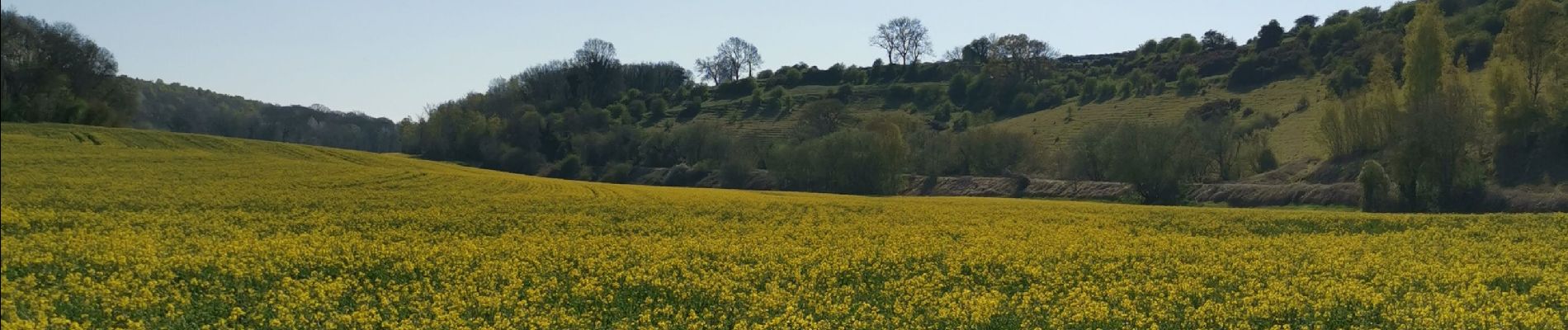 Trail Walking Canehan - Litteville chemin vert st sulpice sur yeres canehan - Photo