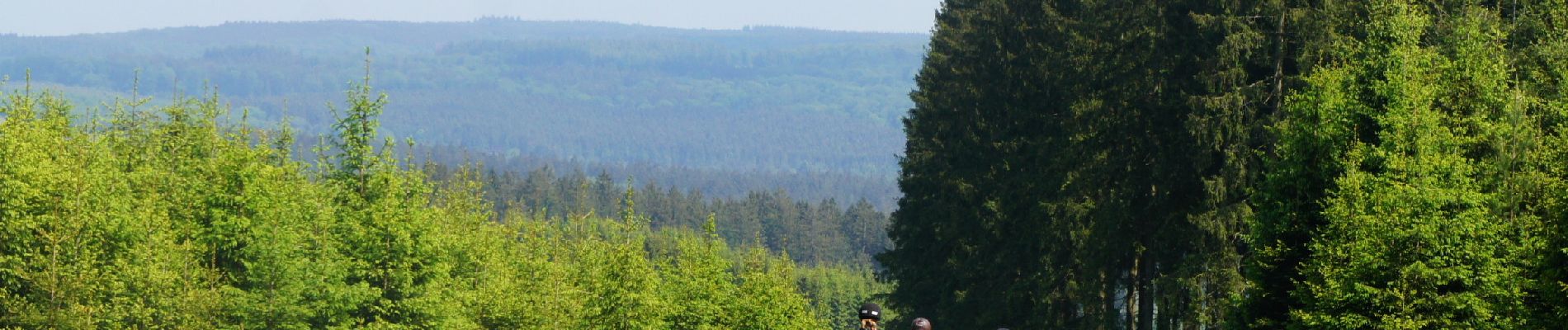 Tocht Paard Saint-Hubert - De Chevauchée forestière - Photo