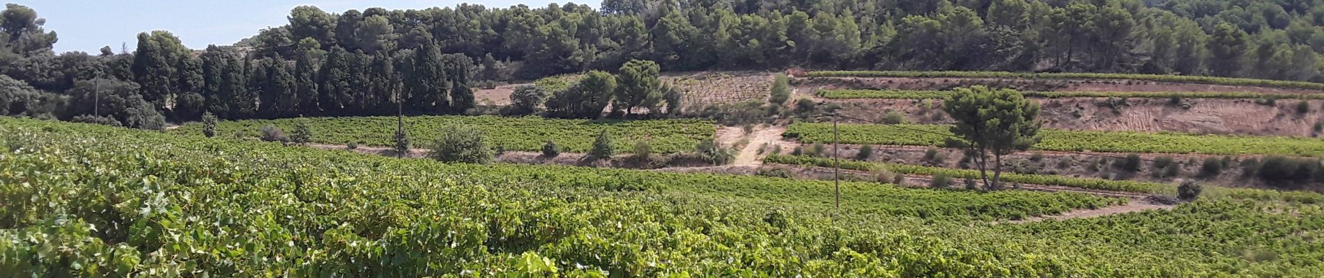 Trail Walking Gigondas - Gigondas - Clos de caveau - Montmirail - Photo