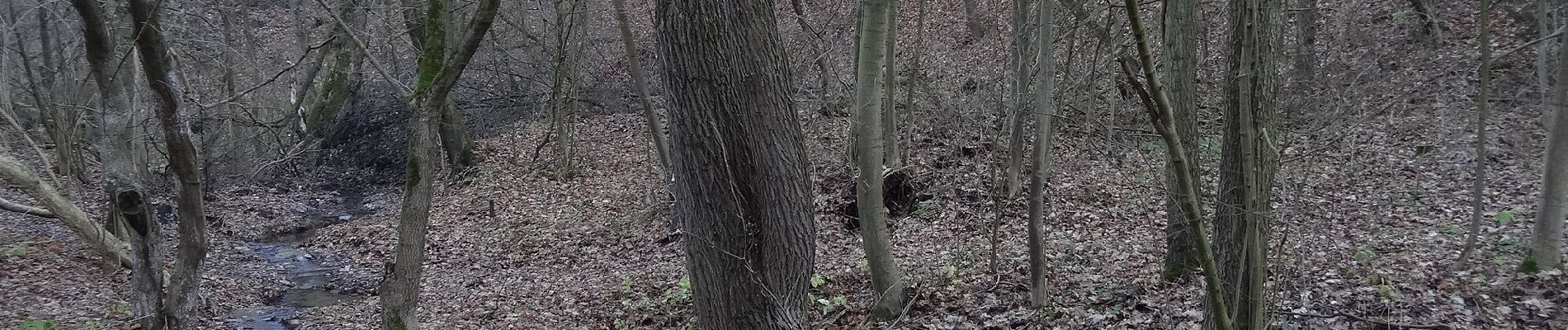 Randonnée A pied Kosoř - NS Černá rokle - Kosoř - Photo