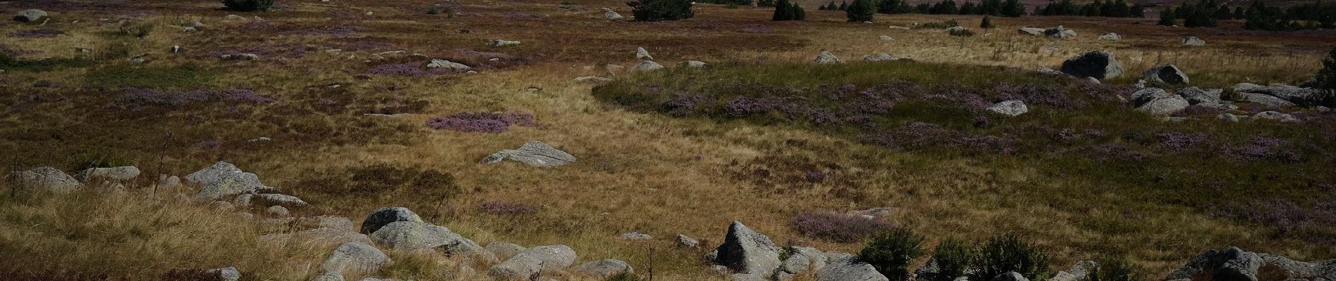 Trail Walking Mont Lozère et Goulet - Les prairies du col de Finiels et des monts Lozere - Photo