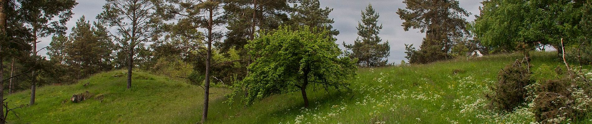 Tocht Te voet Alfeld - Rundweg Alfeld–Wörleinshof - Photo