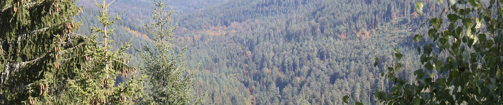 Tour Zu Fuß Gernsbach - Naturerlebnisweg Kaltenbronn - Photo