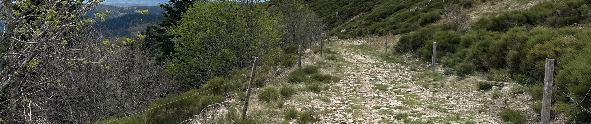 Trail Walking Loubaresse - Loubaresse Nord 5,2 km - Photo