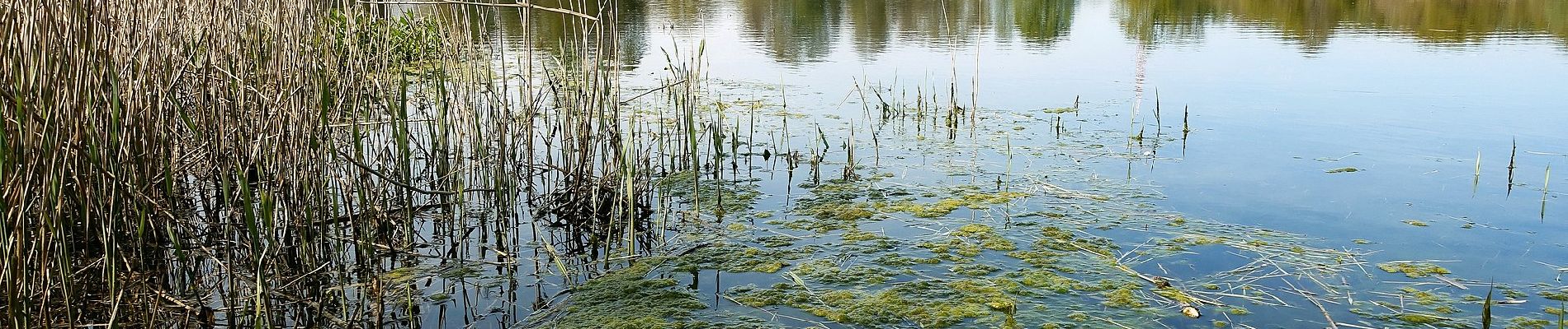 Tocht Te voet Zonhoven - Platwijers Blauwe ruit - Photo