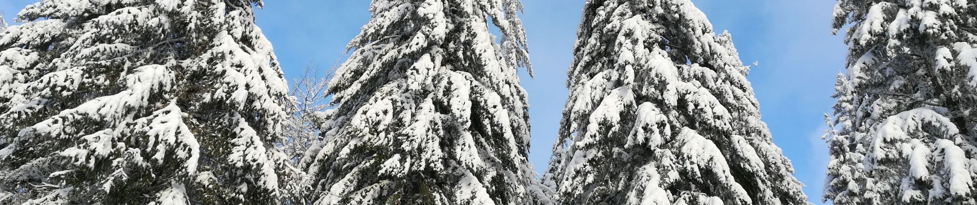 Trail Walking Saint-Hubert - Saint Hubert sous la neige  - Photo