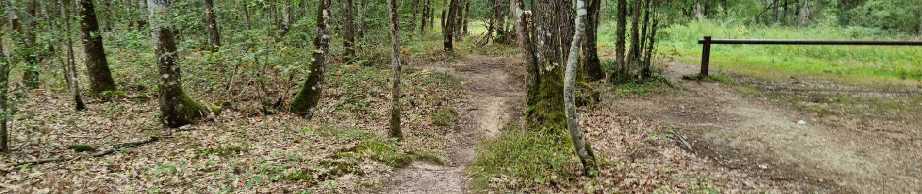 Tour Wandern Vendôme - Forêt de Vendôme Circuit 2 - Photo