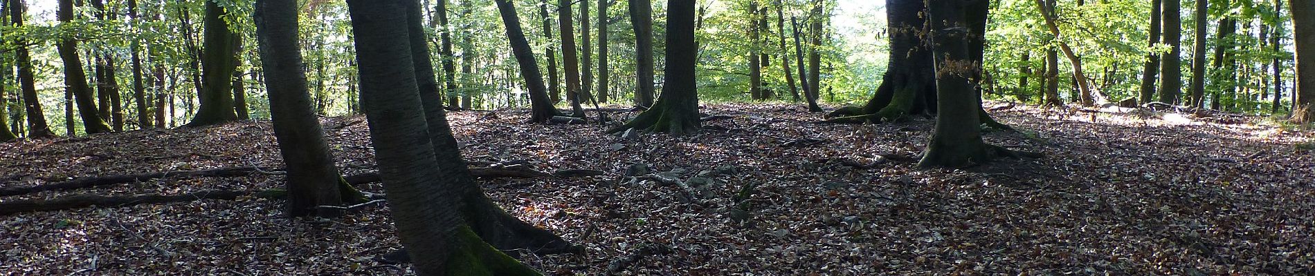 Trail On foot Seeheim-Jugenheim - Rundwanderweg 2: Hofgrund - Weg - Photo