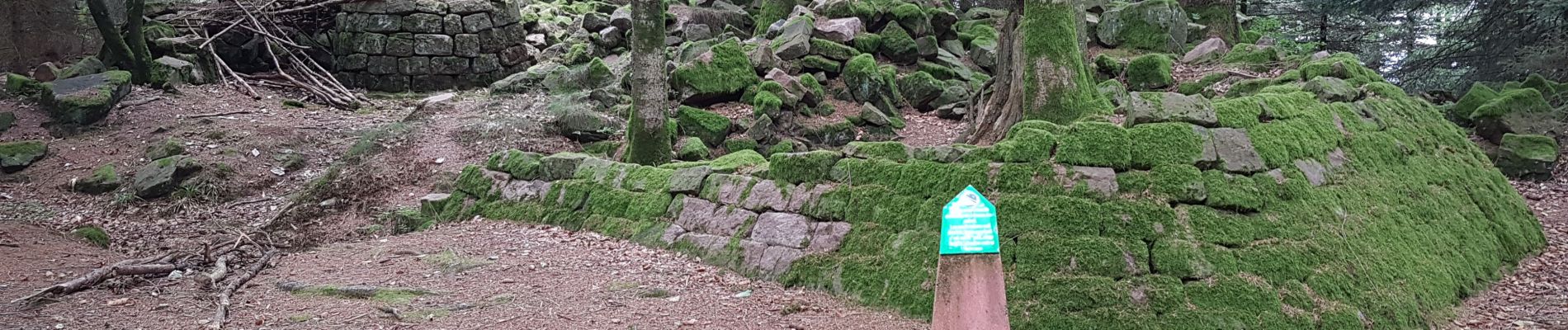 Excursión Senderismo Saint-Dié-des-Vosges - Massif de l'Ormont et ses rochers remarquables - Photo