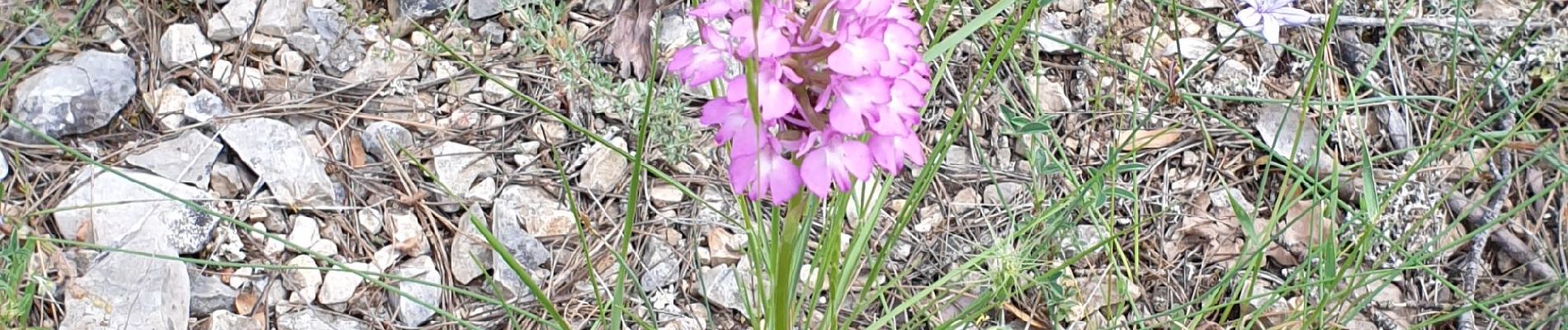 Trail Walking Cuges-les-Pins - valon des fusillés - Photo