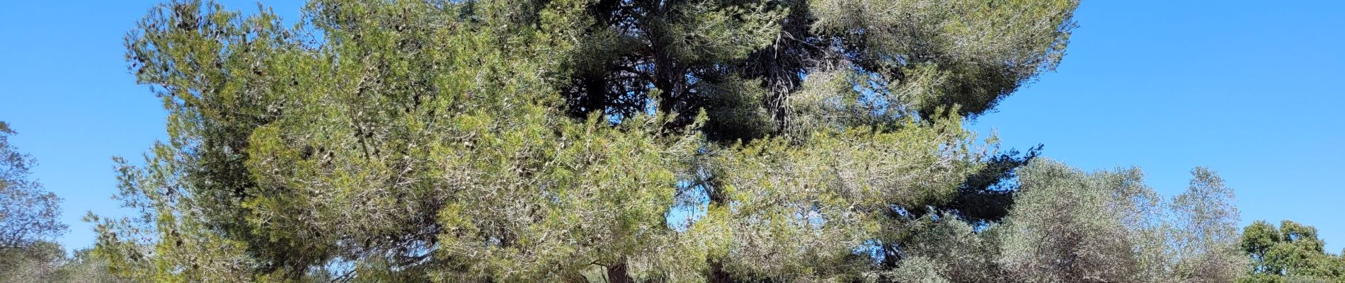 Randonnée Marche Martigues - le parc de Figuerolles - Photo