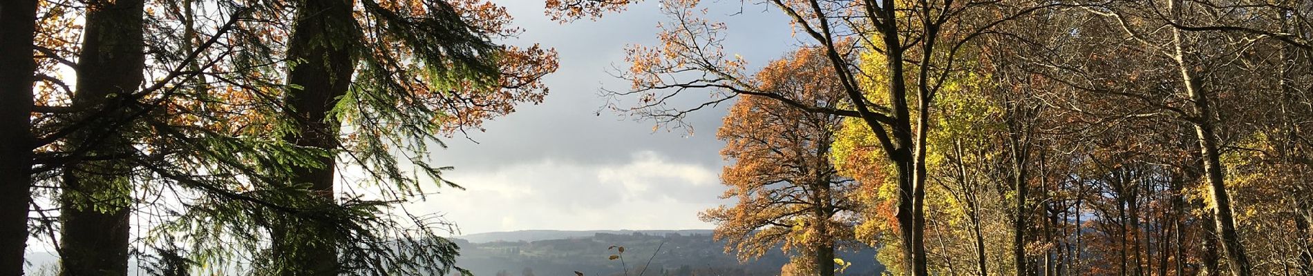 Trail On foot Malmedy - Malmedy Yellow Cross - Photo