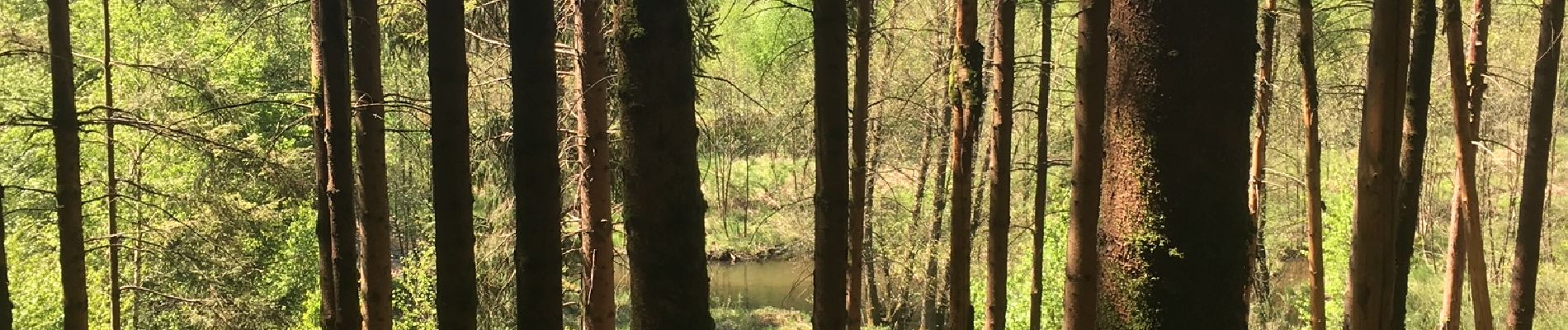 Excursión Senderismo Libin - Ochamps - Le chemin des croix et des maisons brulées (LI16) - Photo