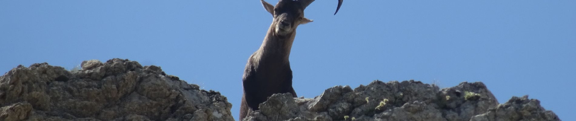 Trail Walking Gresse-en-Vercors - 20180703111337-aJCEd - Photo