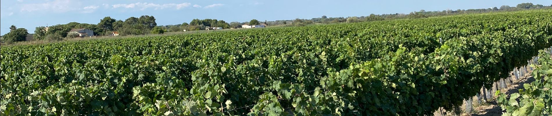 Excursión Bici eléctrica Aigues-Mortes - Le grau du Roy - Photo