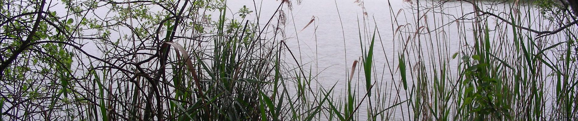 Excursión Senderismo Carcans - CARCANS  ET ETANG DE COUSSEAU - Photo