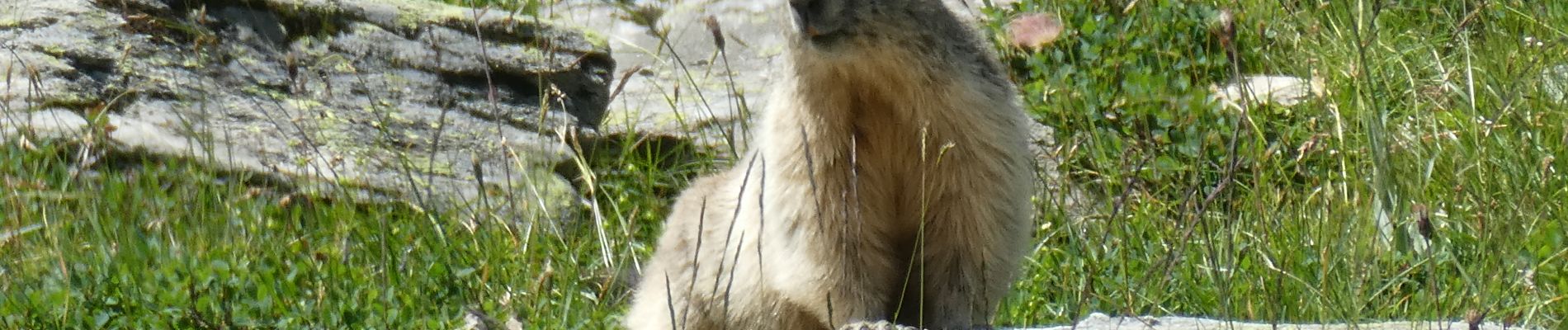 Tour Wandern Aussois - 2024 les refuges  d'Aussois  - Photo