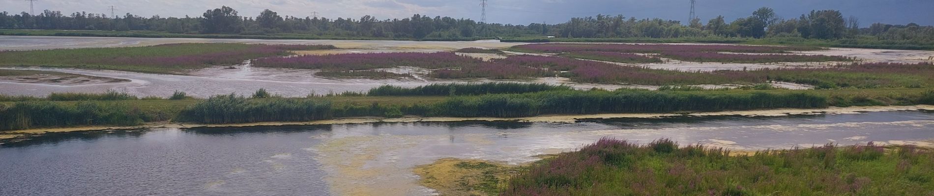 Tocht Hybride fiets Altena - Dordrecht - Photo