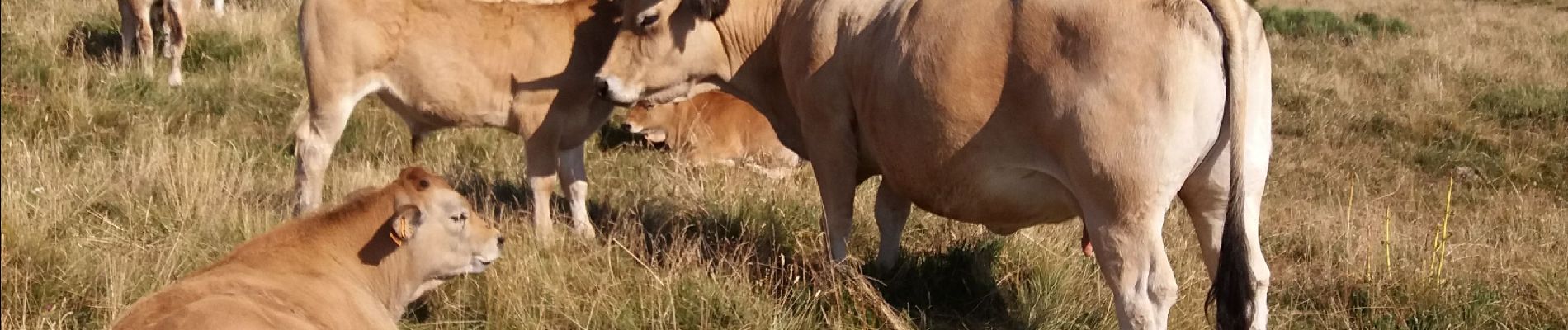 Percorso Marcia Nasbinals - nasbinal-st Chely aubrac - Photo