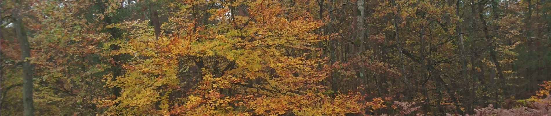 Tocht Stappen Fontainebleau - vert galant 25 novembre 2022  - Photo