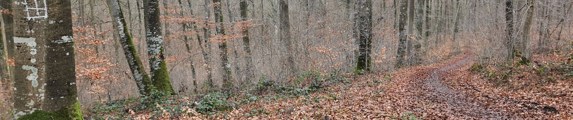 Percorso Marcia Lyons-la-Forêt - Arboretum  - Photo