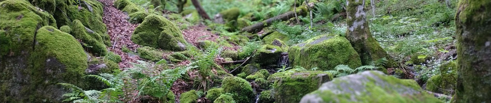 Tour Wandern Xonrupt-Longemer - 2024-06-09 le Hohneck et le petit Hohneck  - Photo