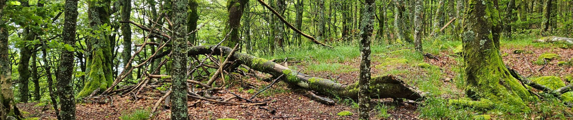 Tocht Stappen Xonrupt-Longemer - 2024 RA Vosges J2 Du Sotré à la Schlucht - Photo