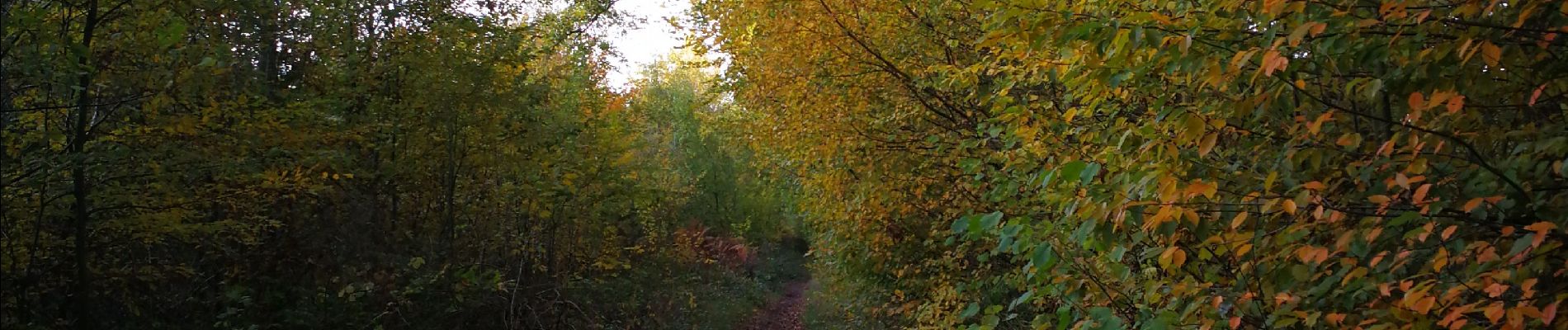 Tour Wandern Nivelle - Boucle au départ du Ranch de Nivelles - Photo