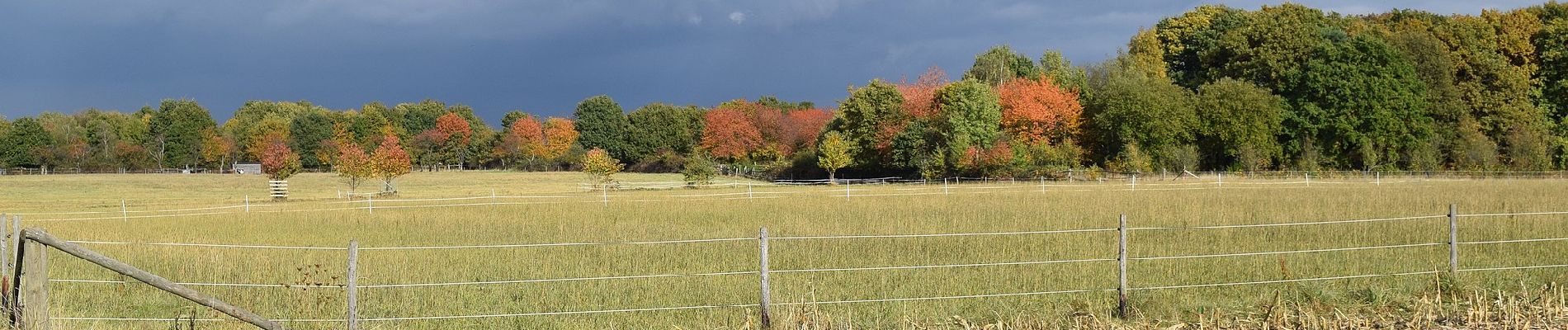 Trail On foot Bornheim - Ville A39 - Photo