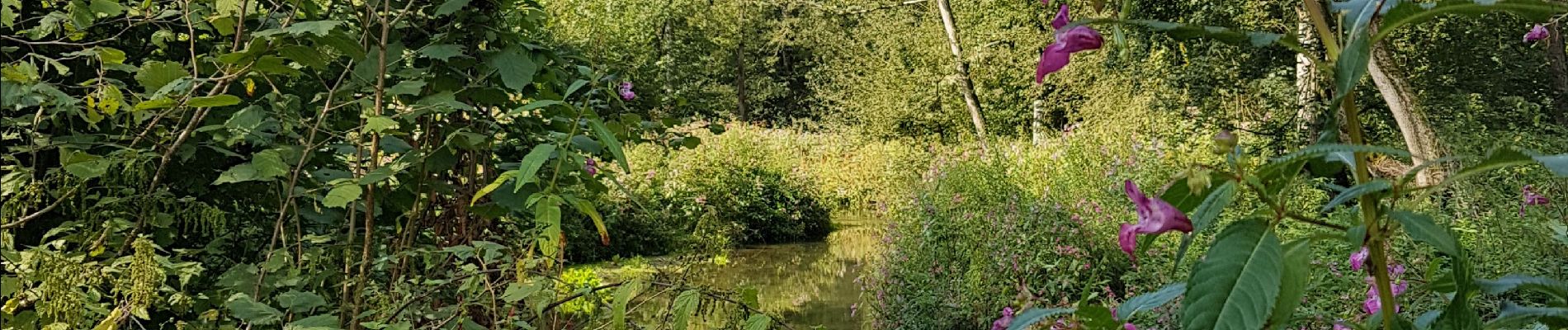 Tour Wandern Schlettstadt - (09/9/2019) Le ried à Selestat - Photo