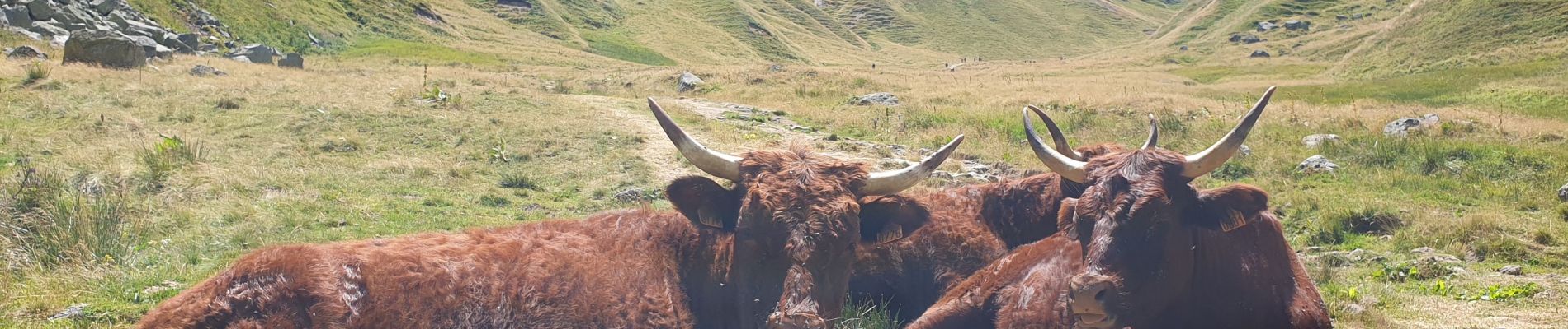 Tour Wandern Mont-Dore - La montée au Puy de Sancy par Mont Dore - Photo