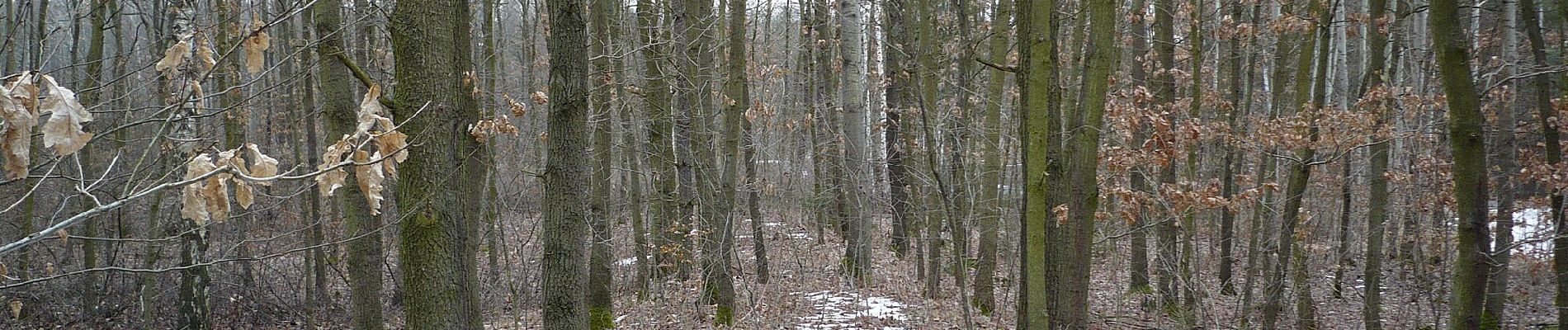 Randonnée A pied Libušín - [Ž] Kamenné Žehrovice (žst) - Libušín - Photo