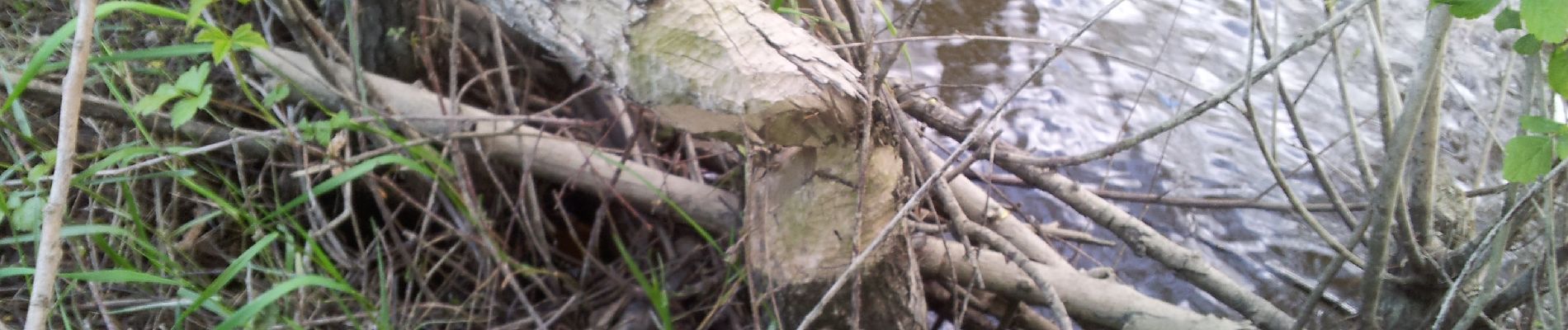 Punto di interesse Orée-d'Anjou - Traces possibles d'habitats de castors - Photo