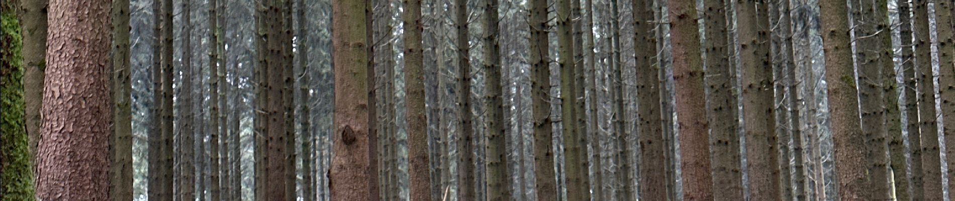 Trail Walking Couvin - Brûlures de peches  - Photo