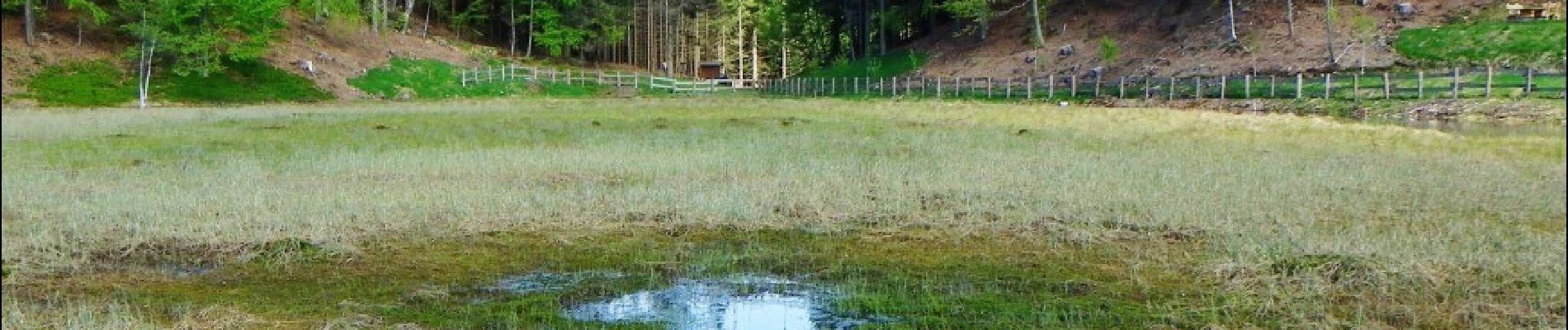 Tocht Te voet Altavalle - Sentiero Botanico sul dossone di Cembra - Photo