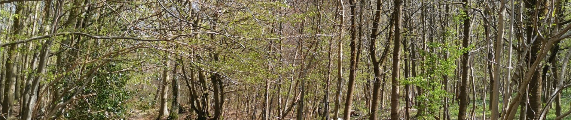 Randonnée Marche Freulleville - forêt d'eawy torcy  - Photo