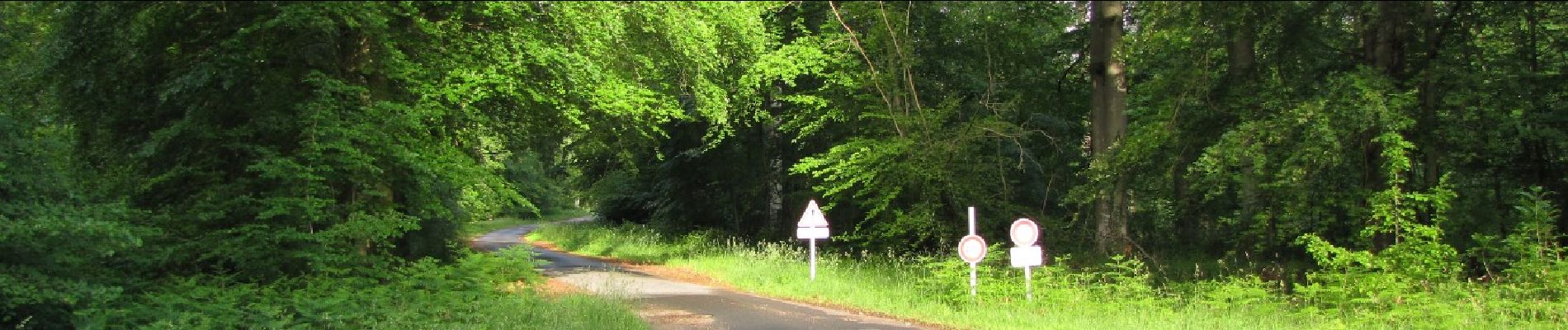 Trail Walking Rethondes - en forêt de Laigue_6_12_2019_Route Forestière des Princesses_Route et Chemin de Briançon - Photo