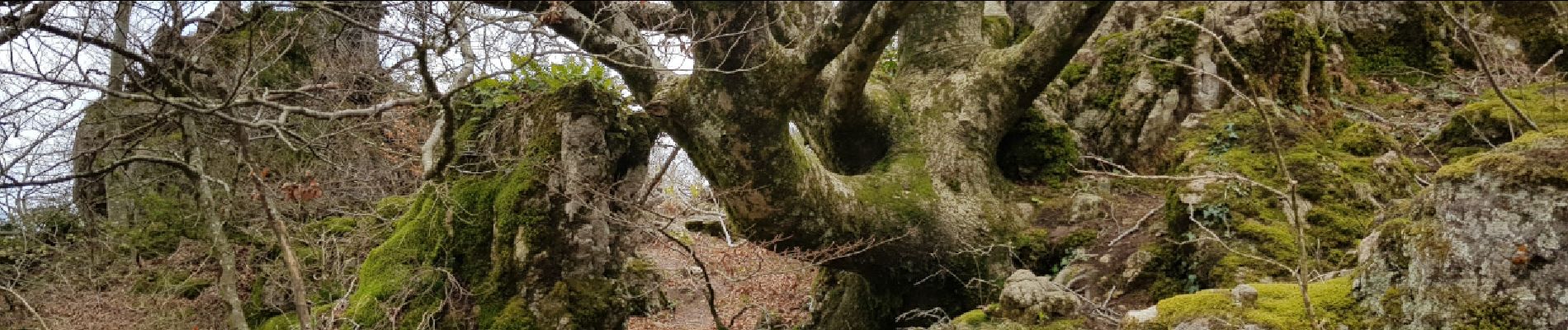 Percorso Camminata nordica Lauroux - Labeil Forêt de l'Escandorgue Juin 2021 - Photo