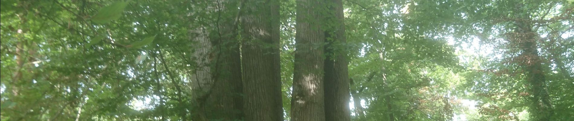 Tocht Stappen Fontainebleau - bois le roi 9 août 2022  - Photo