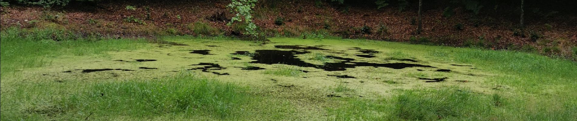 Randonnée Marche Crécy-en-Ponthieu - forêt de Crecy  - Photo