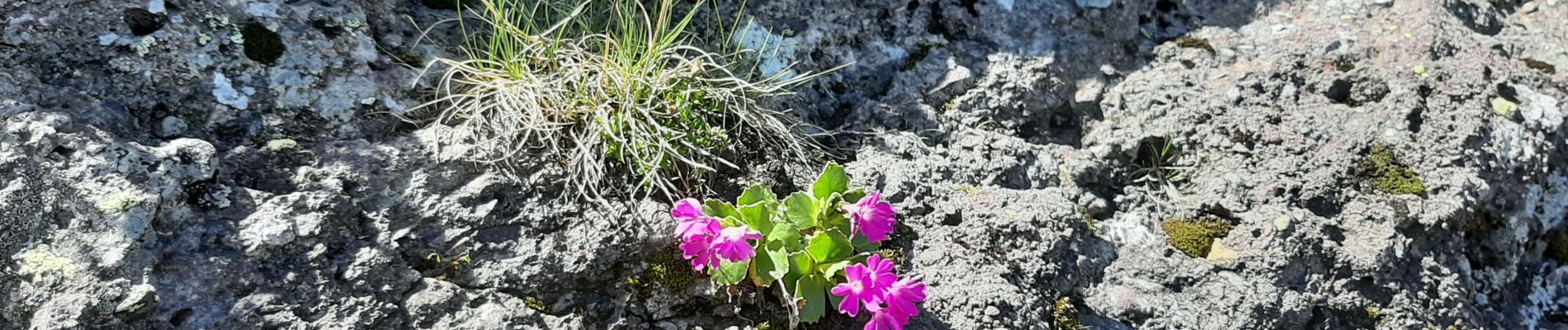 Trail Walking Urdos - Col d'Ayous depuis Urdos - Photo