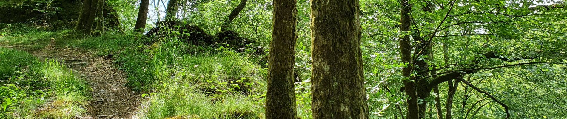 Trail On foot Bouillon - SityTrail - Détails 23 Rocher Lecomte  - Photo