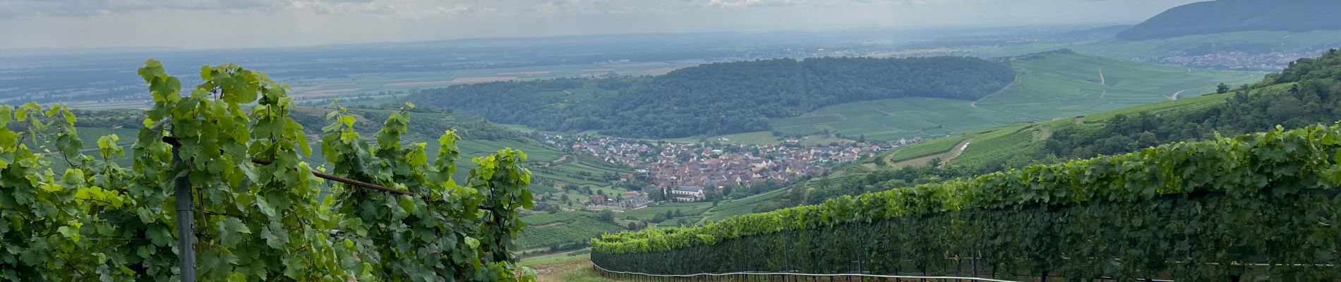 Tour Elektrofahrrad Osenbach - Vélo Osenbach Pfaffenheim Rouffach  - Photo