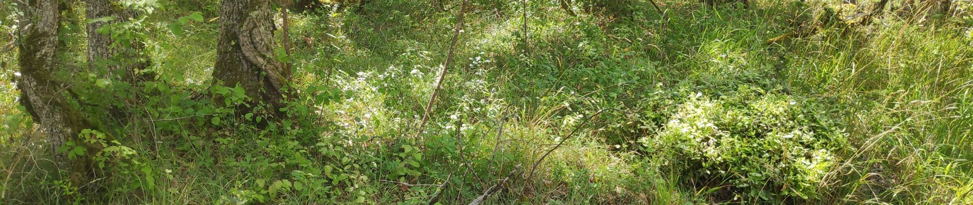 Percorso Mountainbike Saint-Cirq-Lapopie - 20190728_vélo_avec_Thomas - Photo