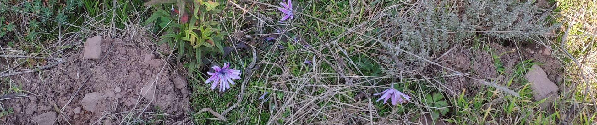 Randonnée Marche Le Muy - z château du Rouet 19-02-19 - Photo