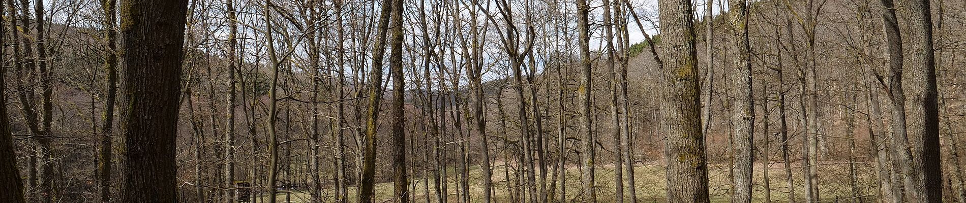 Excursión A pie Neu-Anspach - Rund um den Langhals - Photo