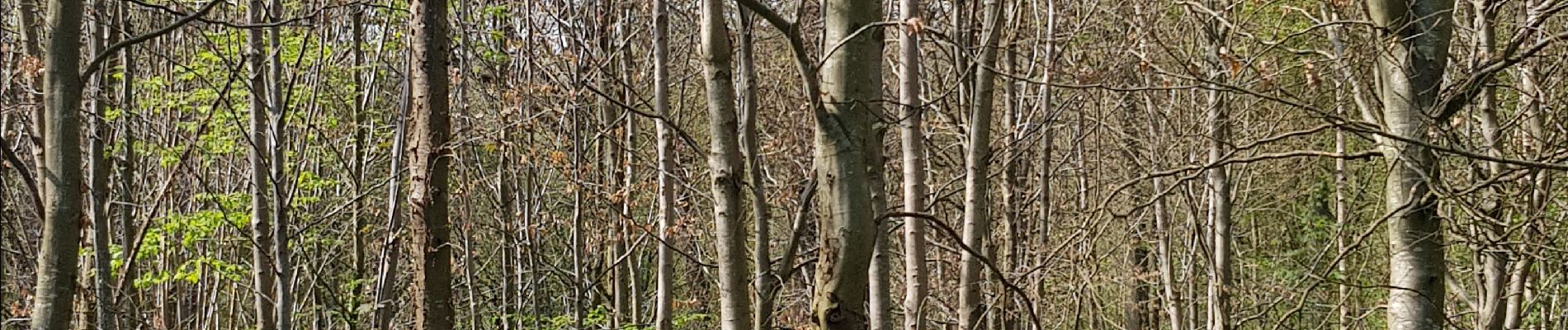 Tocht Stappen Thuin - Gozée-bois de Reumont-Gozée - Photo